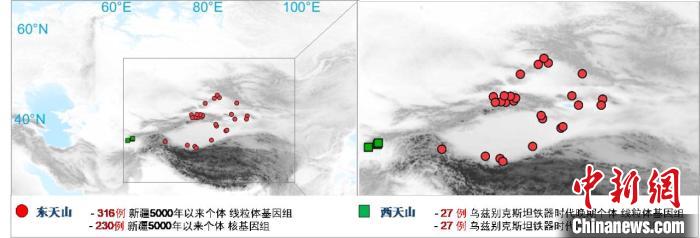图为该项目所获取天山东西部古人群的线粒体与核基因组分布图。　乐鱼web版登录入口 供图