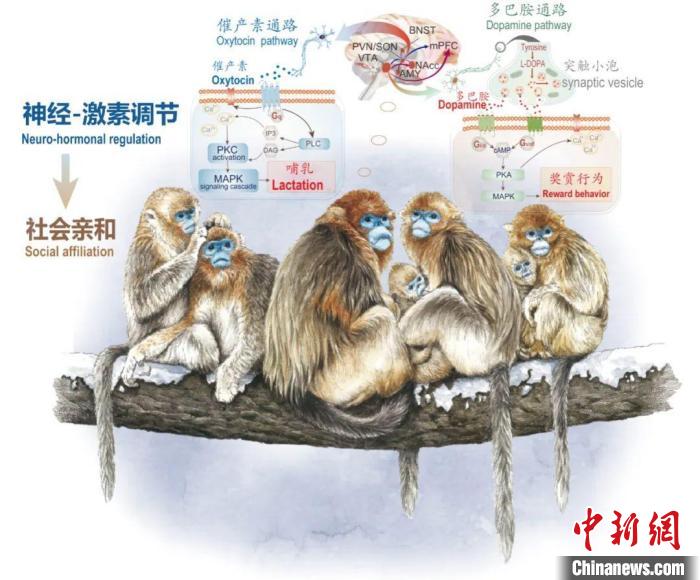 神经-激素调节的适应性变化增强社会亲和力。　乐鱼web版登录入口供图