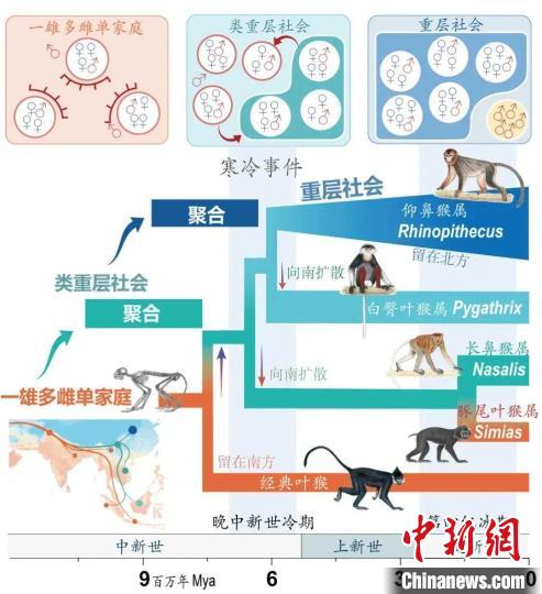 寒冷事件促进亚洲叶猴社会聚合。　乐鱼web版登录入口供图