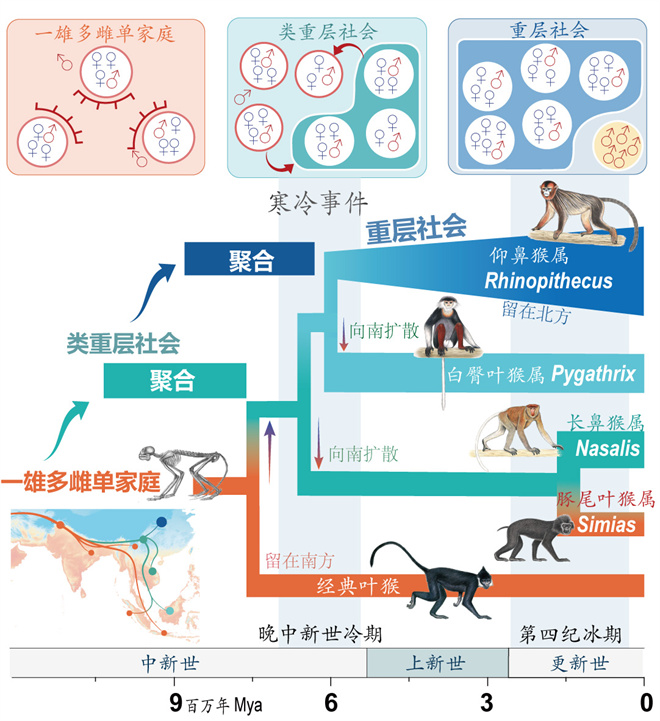 Science封面文章：乐鱼web版登录入口金丝猴研究团队首次系统揭示灵长类社会演化之谜_fororder_寒冷事件促进亚洲叶猴社会聚合（供图 齐晓光 赵兰 武进伟）